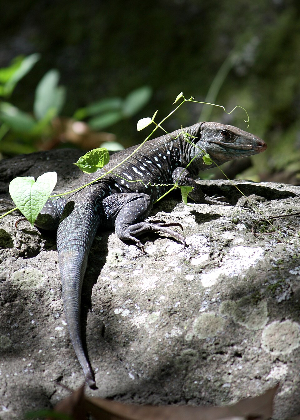 Dominica Groundlizard