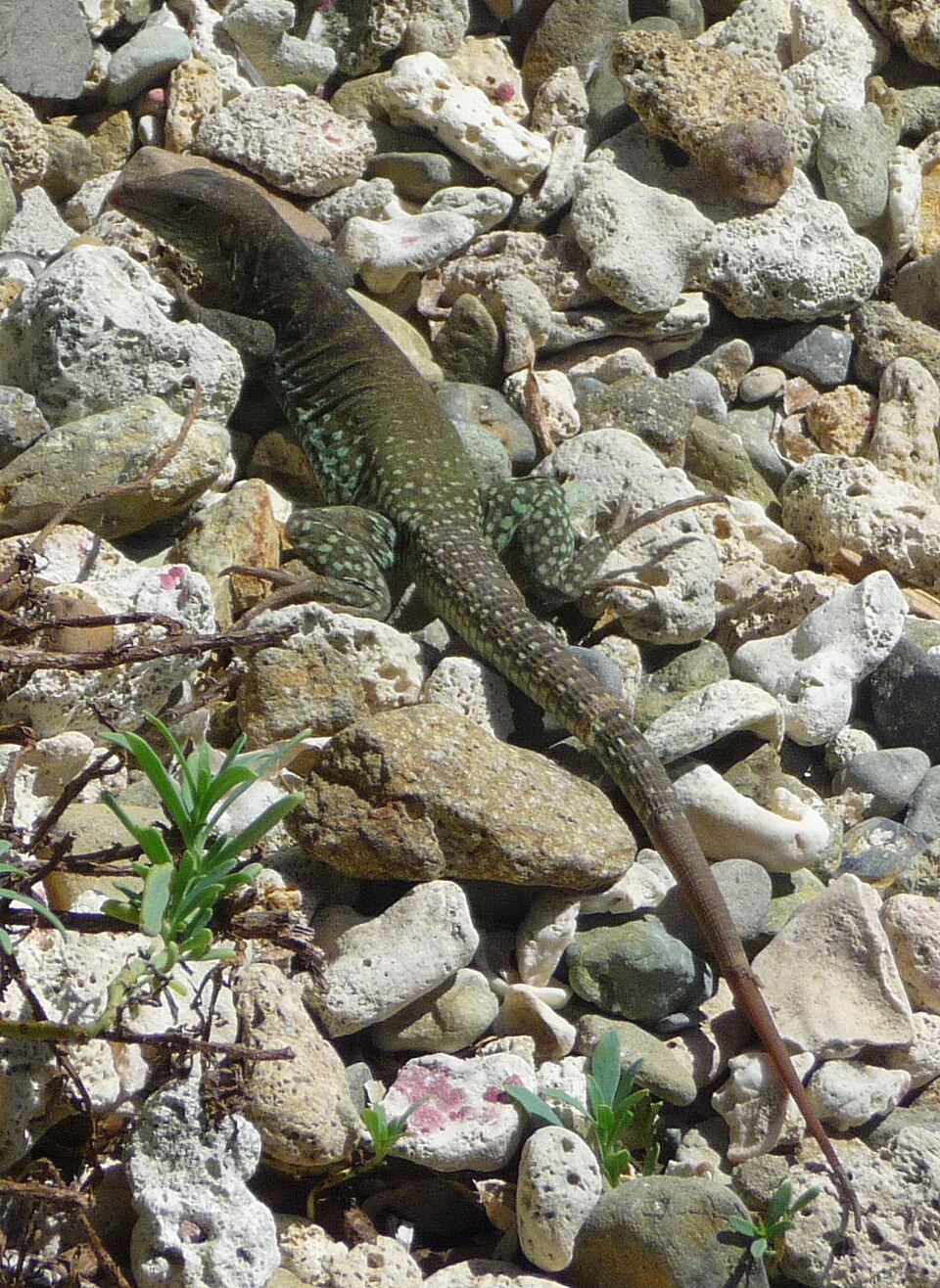 Anguilla Bank Ameiva
