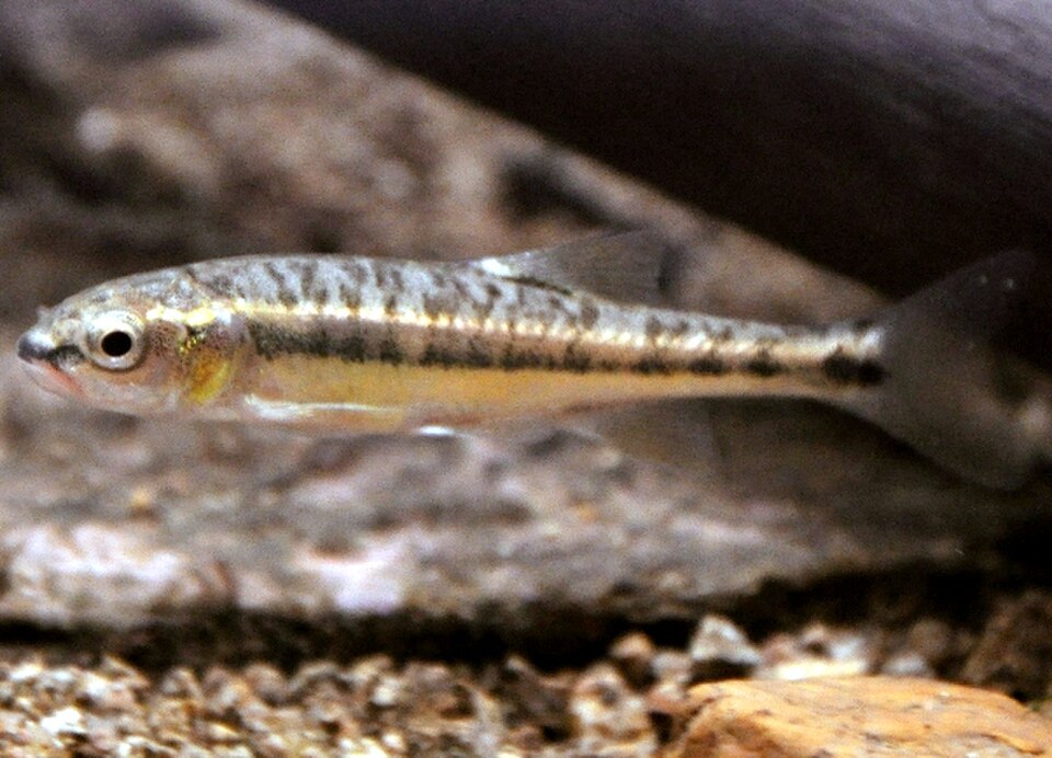 Minnow