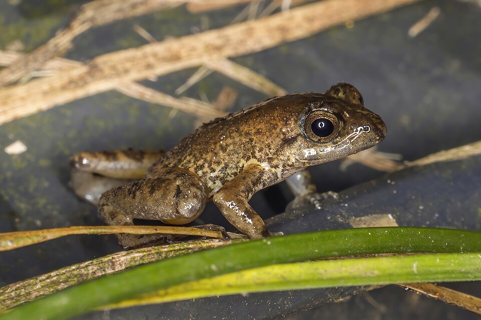 Peters' River Frog
