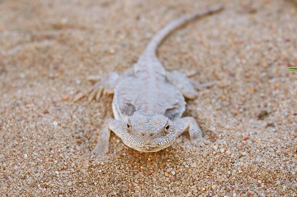 Sunwatcher Toadhead Agama