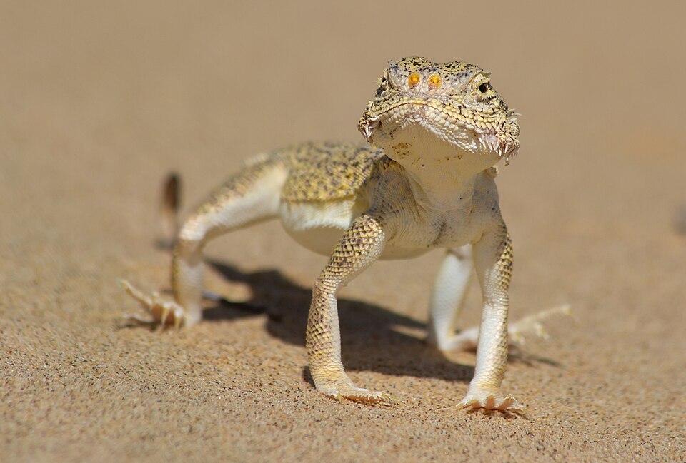 Lichtenstein's Toadhead Agama