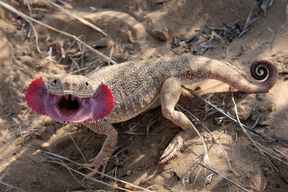 Secret toadhead agama
