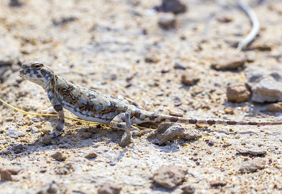 Reticulated Toad-headed Agama