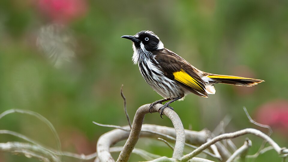 New Holland Honeyeater