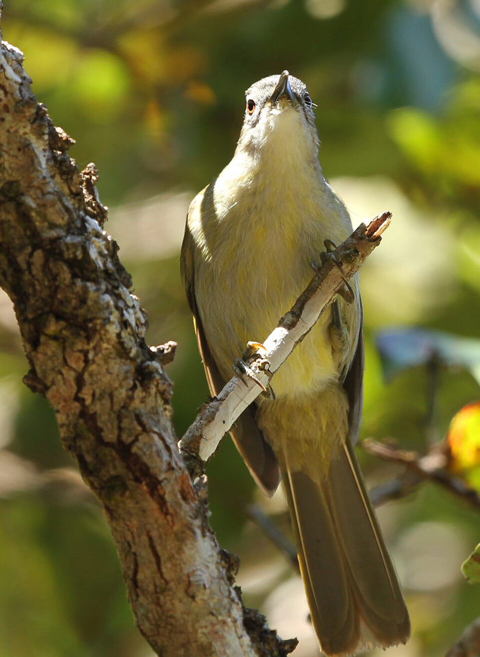 Yellow-streaked Greenbul