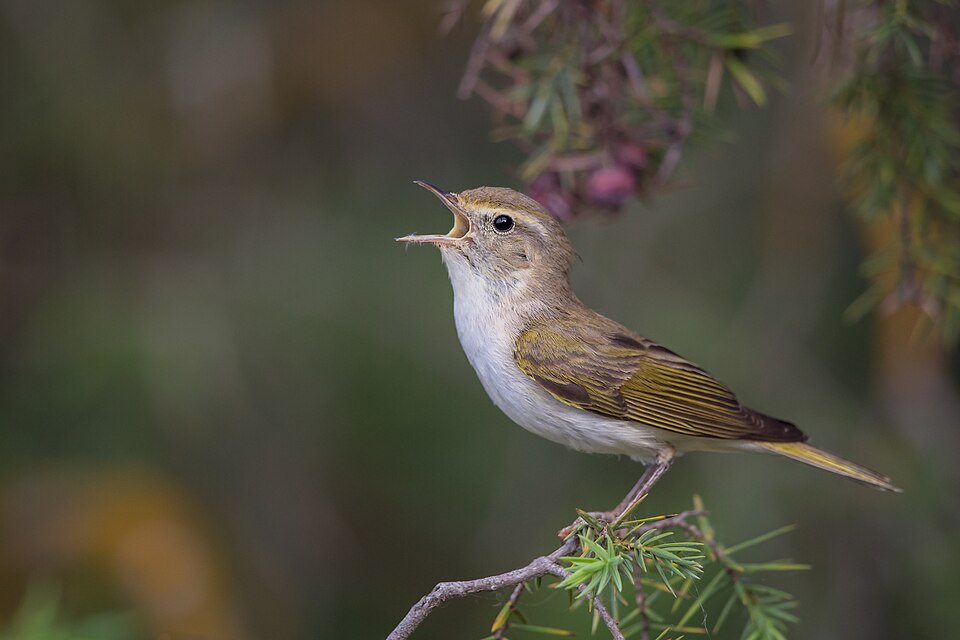 Western Bonelli's Warbler