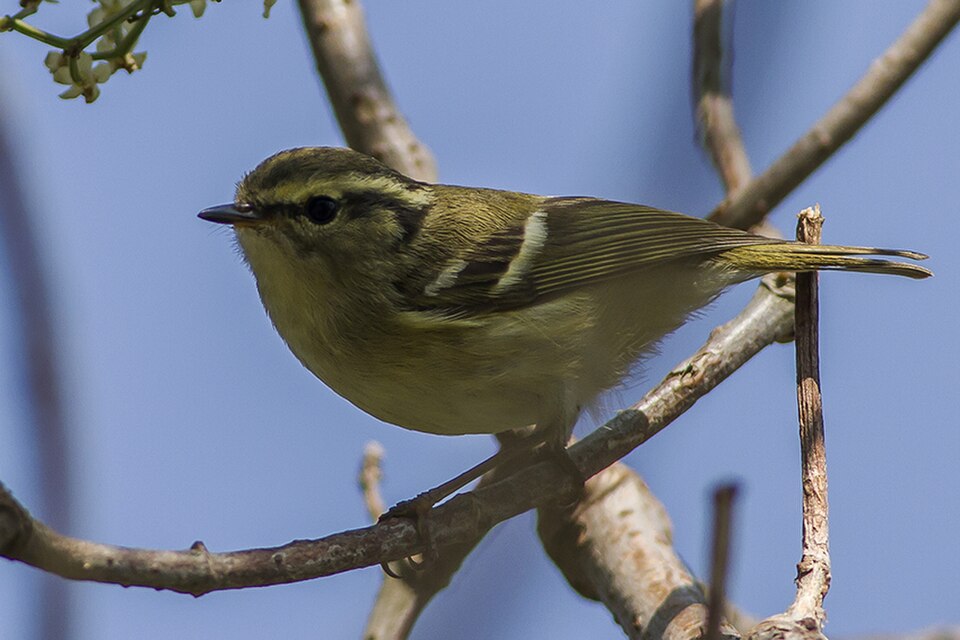 Pale-rumped Warbler