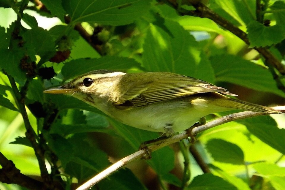 Eastern Crowned Warbler