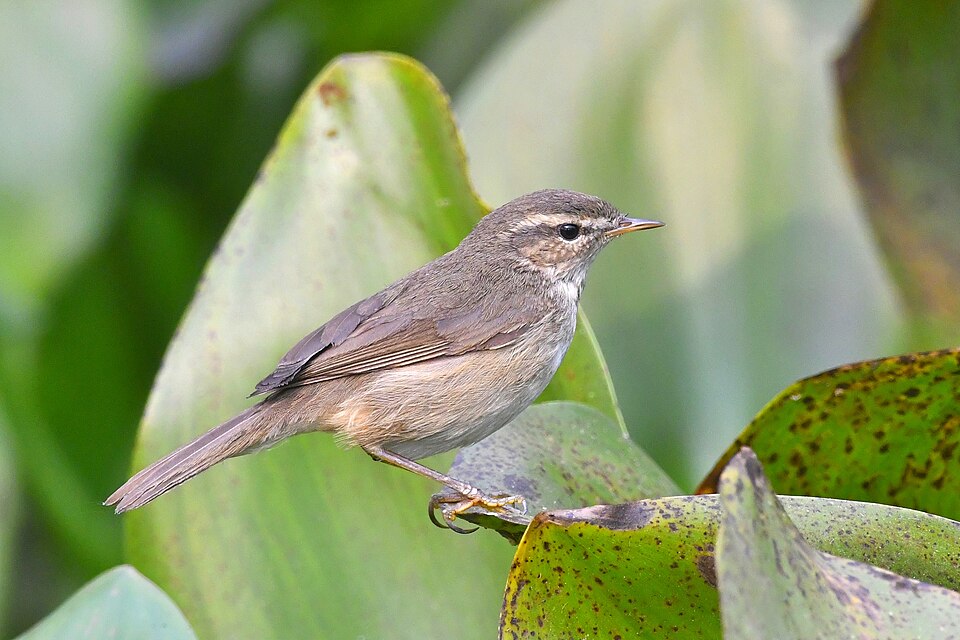 Dusky Warbler