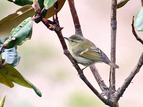 Hume's Warbler