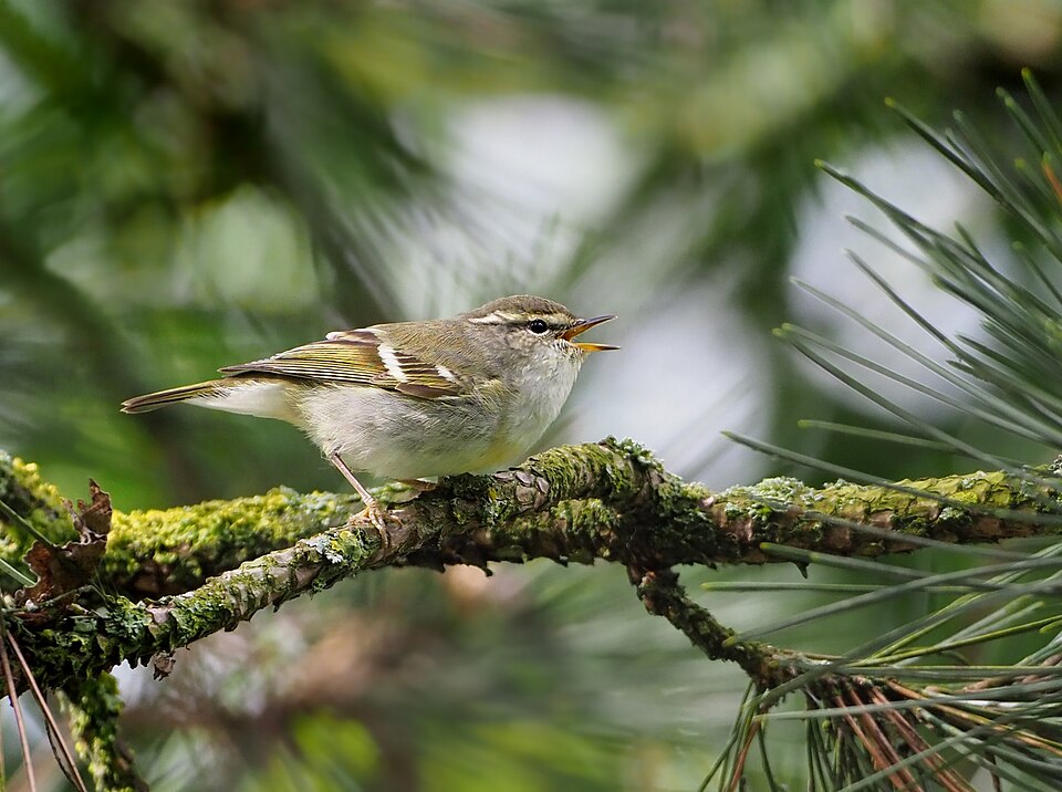 Yellow-browed Warbler