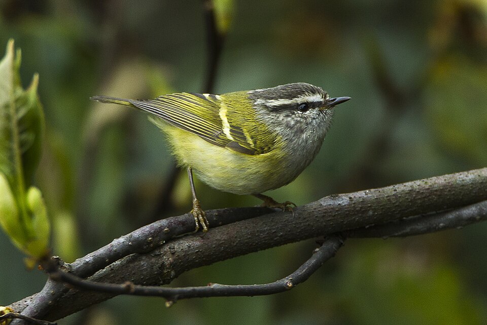 Ashy-throated Warbler