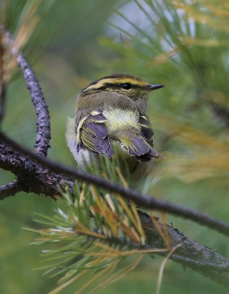 Pallas's Leaf Warbler