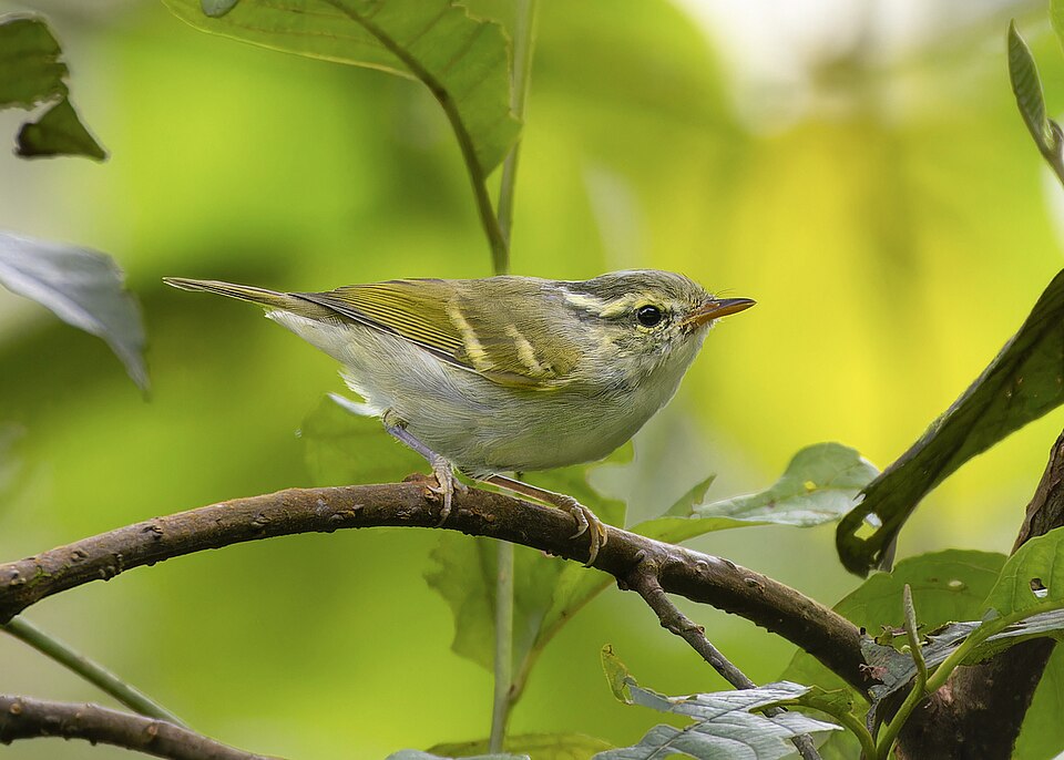 Blyth's Leaf Warbler
