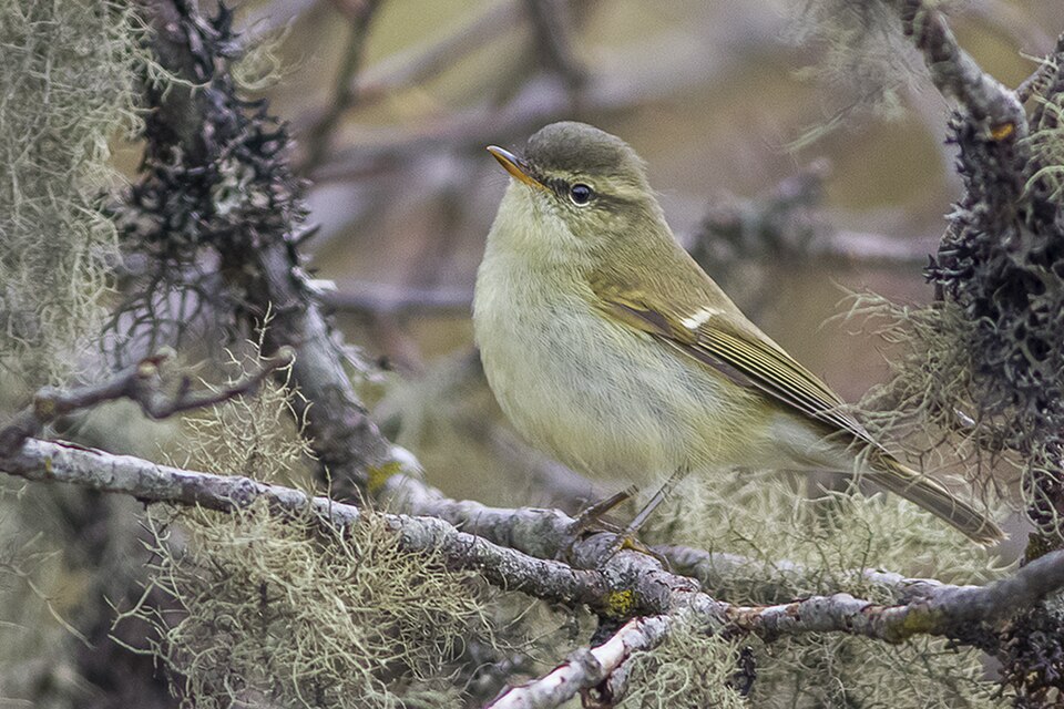 Greenish Warbler