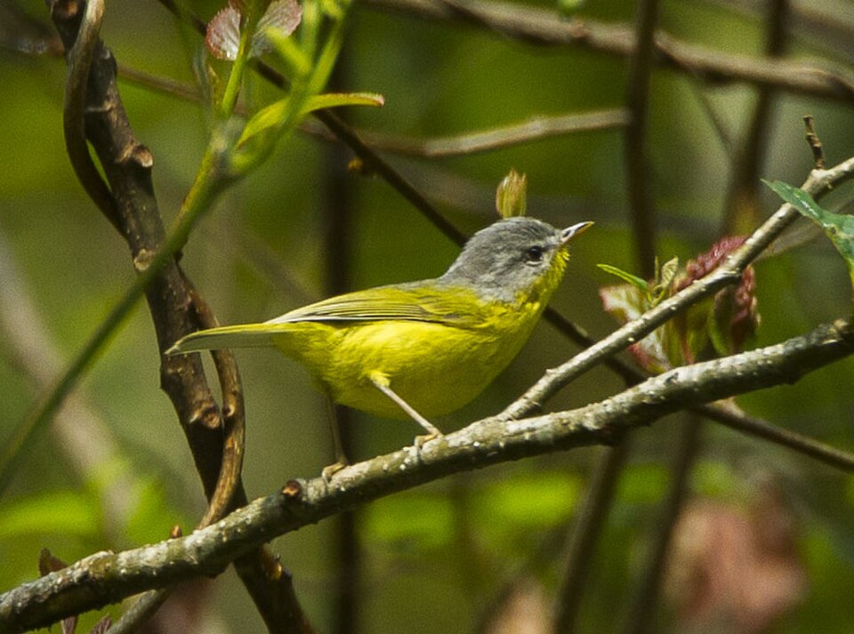 Gray-hooded Warbler