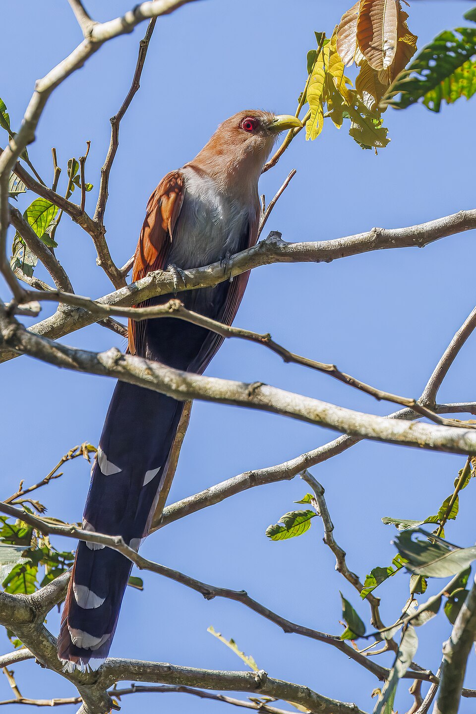 Squirrel Cuckoo