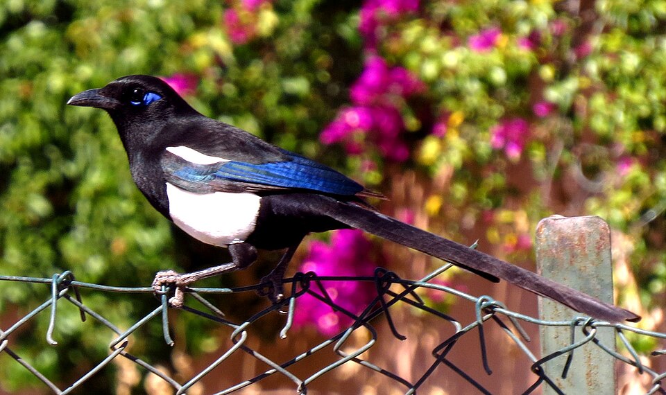 Maghreb Magpie