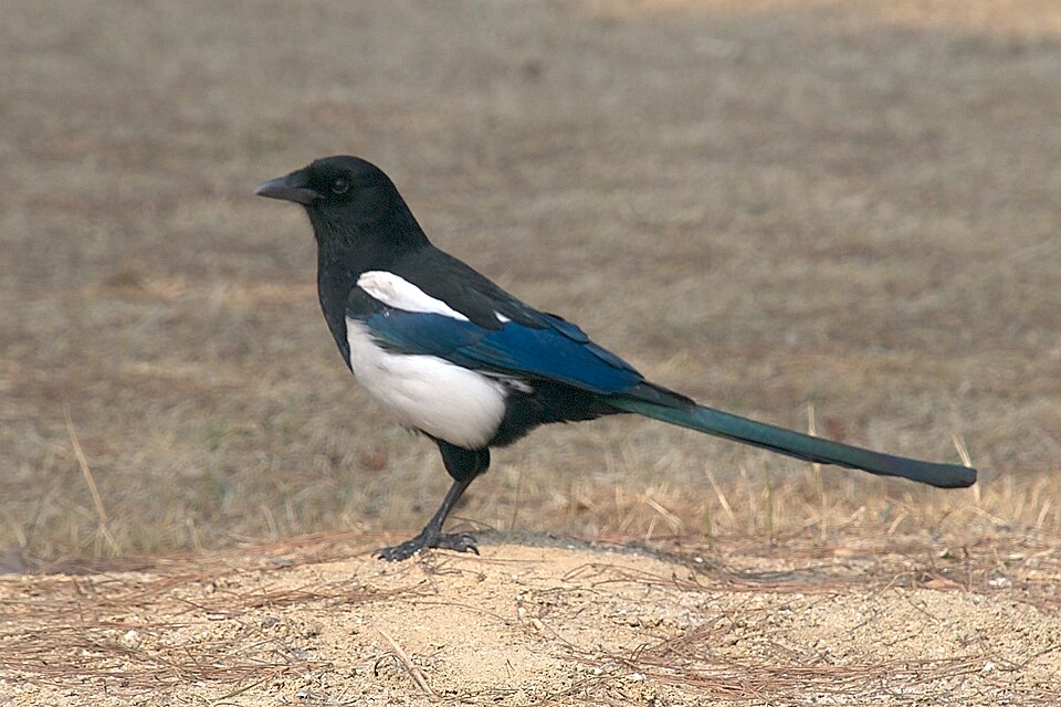 Oriental Magpie