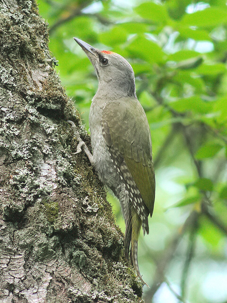 Gray-headed Woodpecker