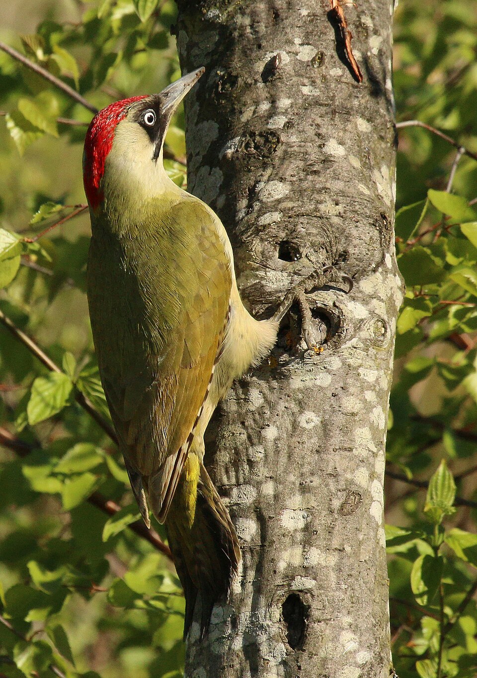 Eurasian Green Woodpecker