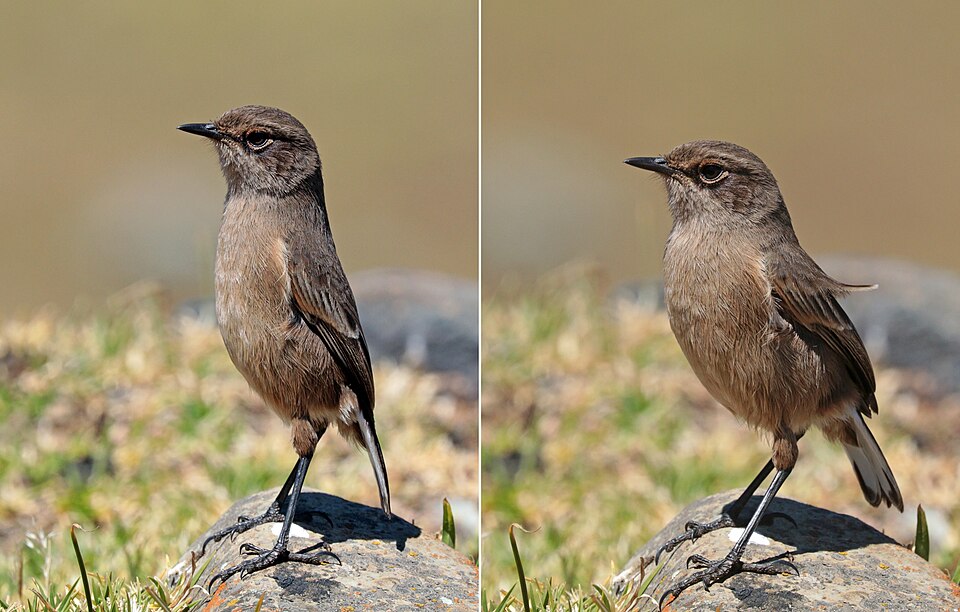 Moorland Chat