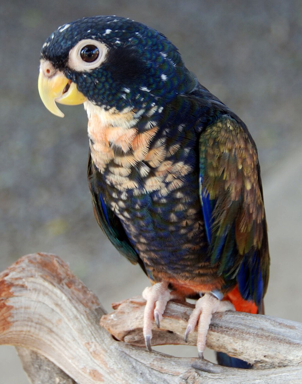 Bronze-winged Parrot