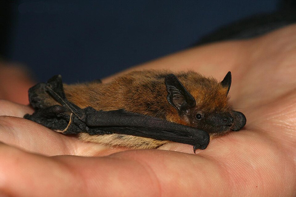 Kuhl's pipistrelle