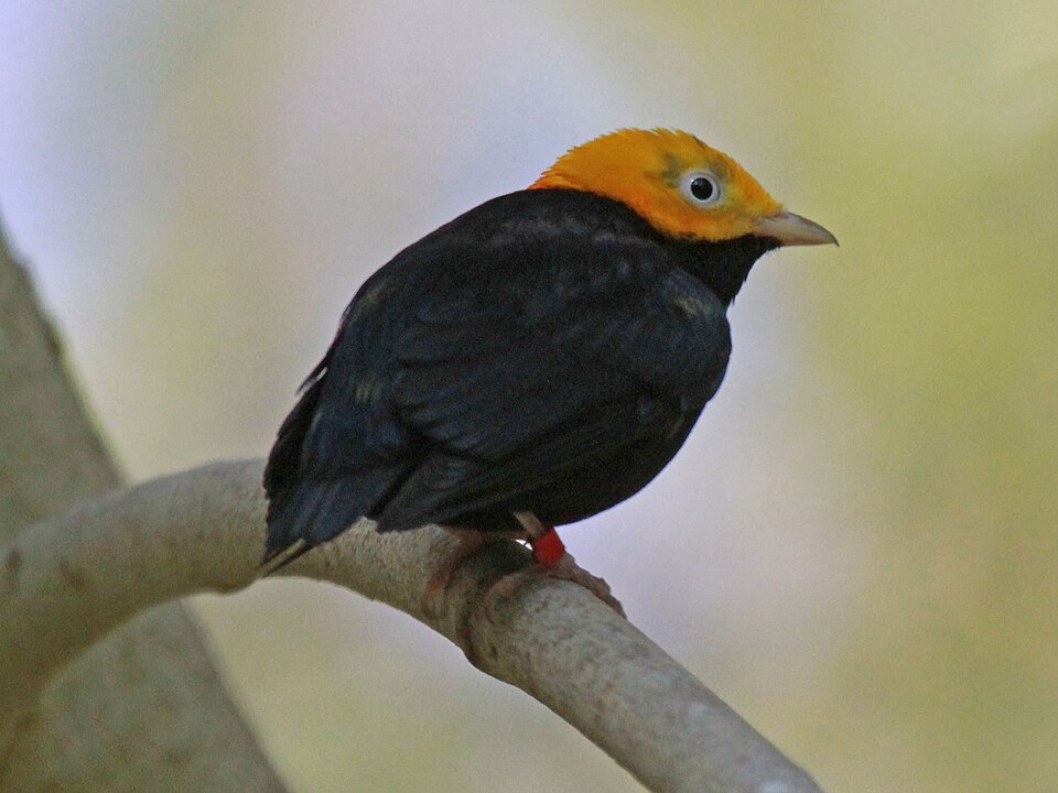 Golden-headed Manakin