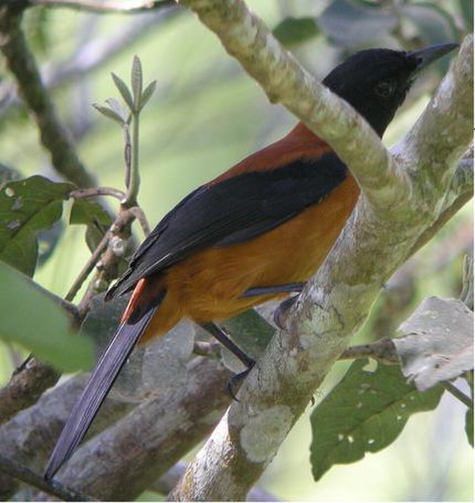 Hooded Pitohui