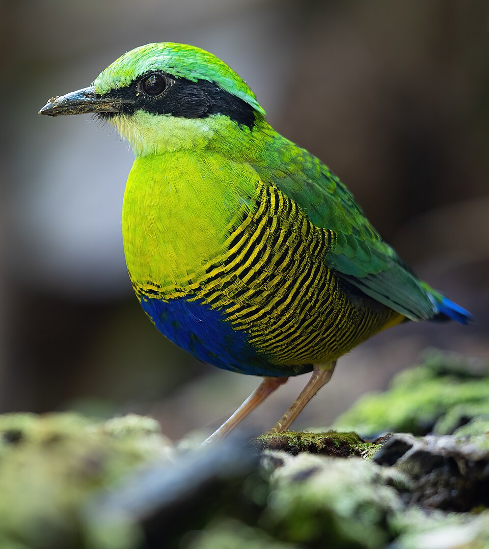 Bar-bellied Pitta