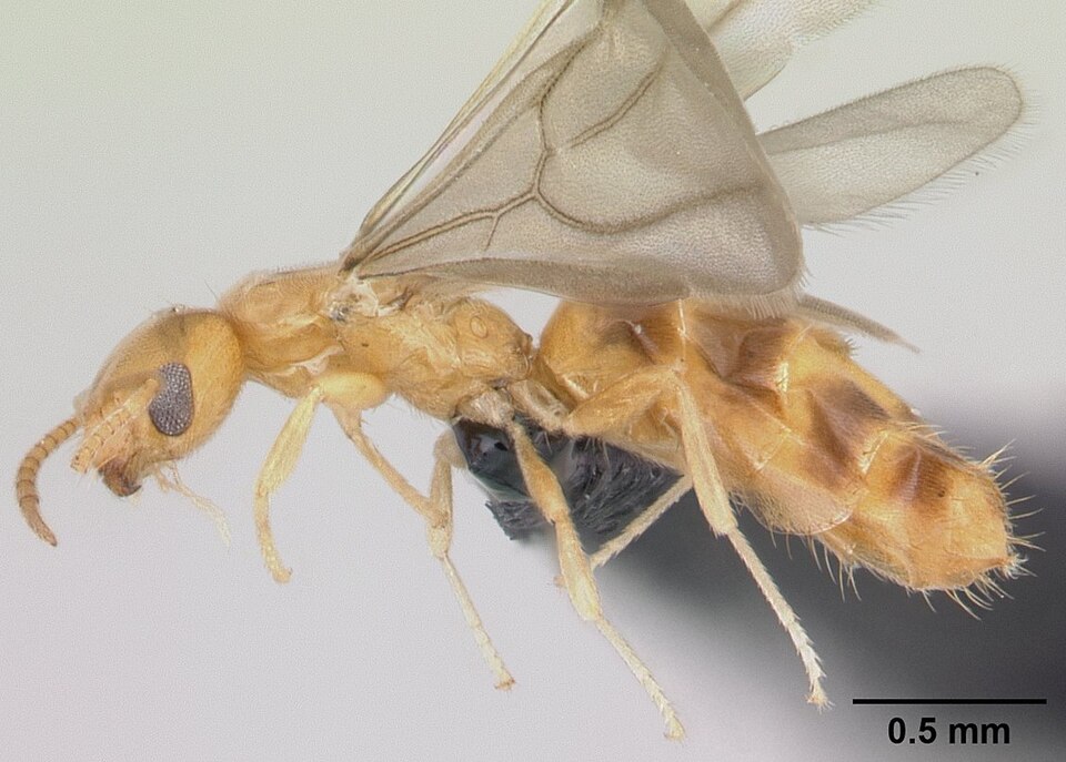 Little Yellow Ant