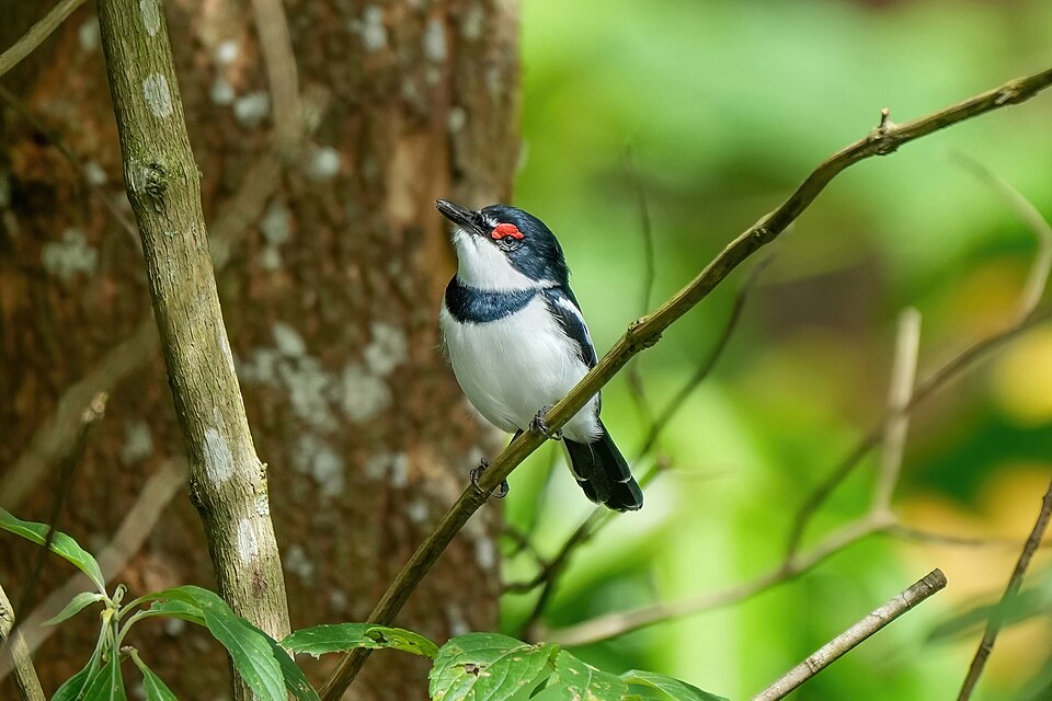 Brown-throated Wattle-eye