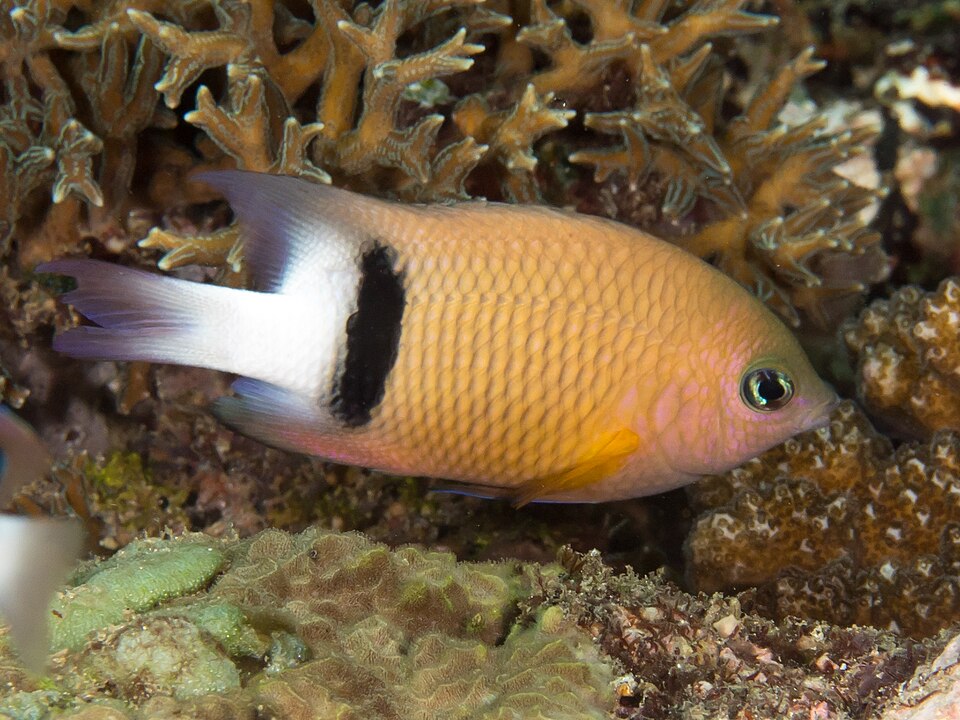 Dick's Damselfish, Blackbar devil