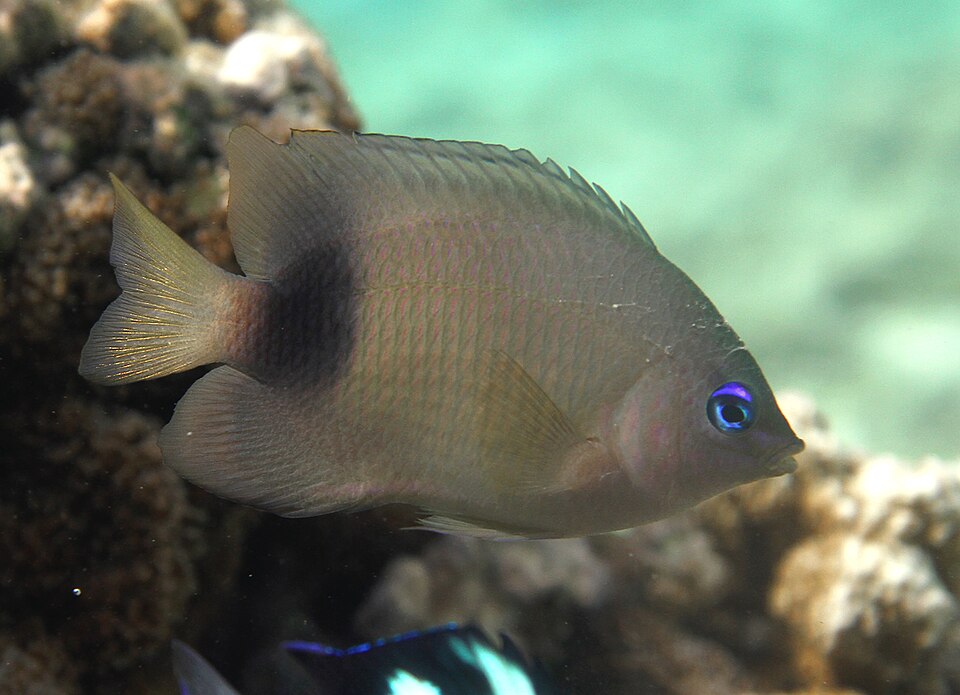 Johnston Damselfish