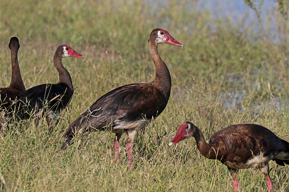 Spur-winged Goose