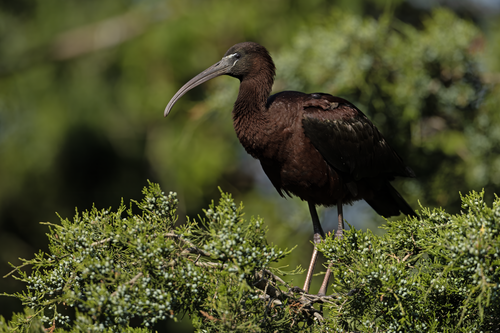 Glossy Ibis