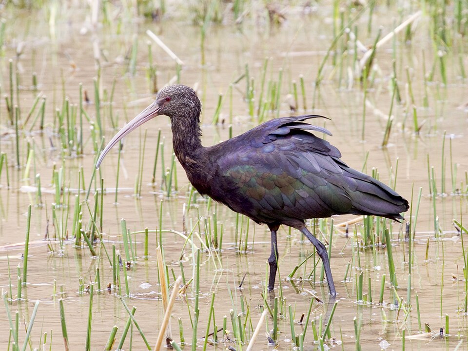 Puna Ibis