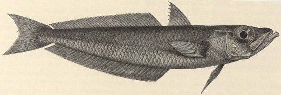 Antarctic silverfish, Antarctic herring