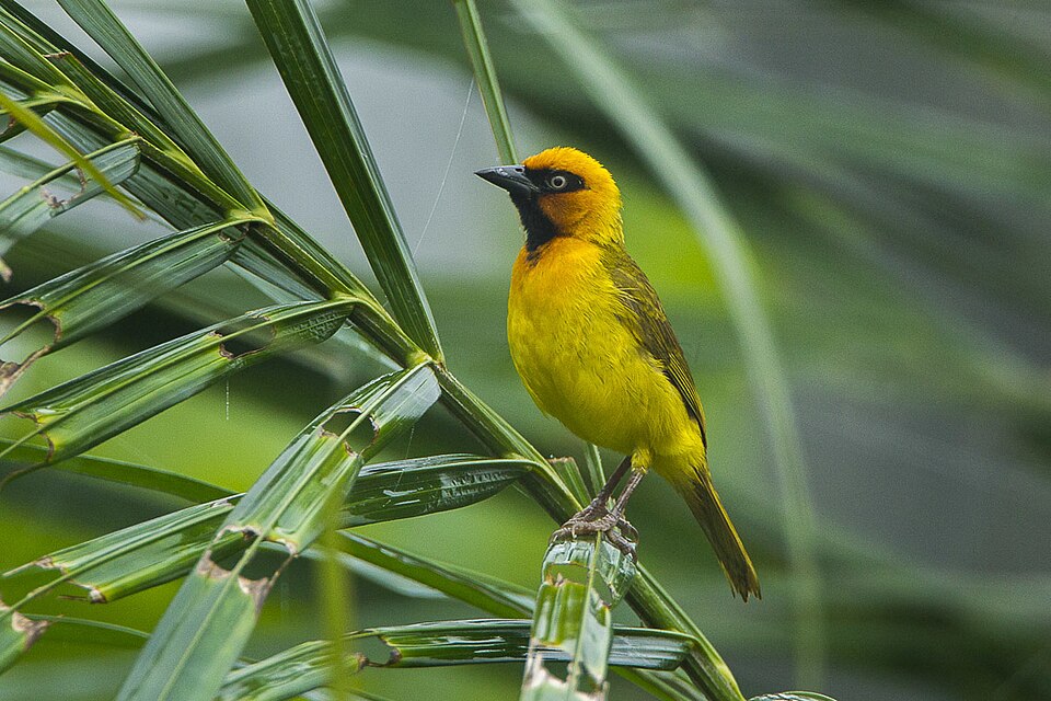 Olive-naped Weaver