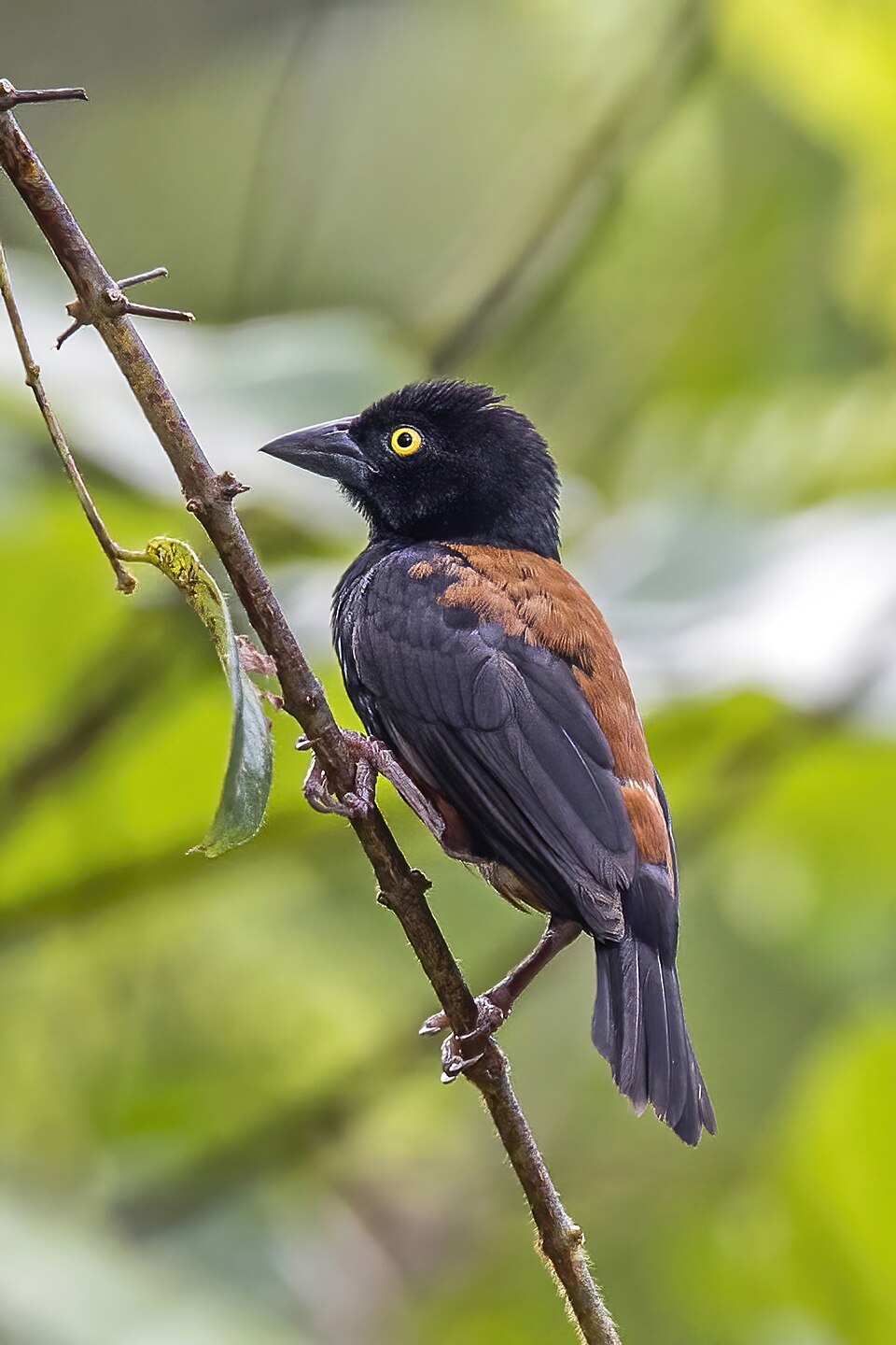 Chestnut-and-black Weaver