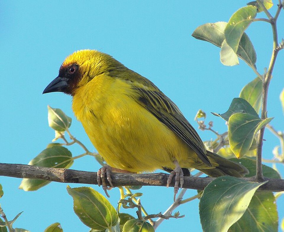 Rüppell's Weaver
