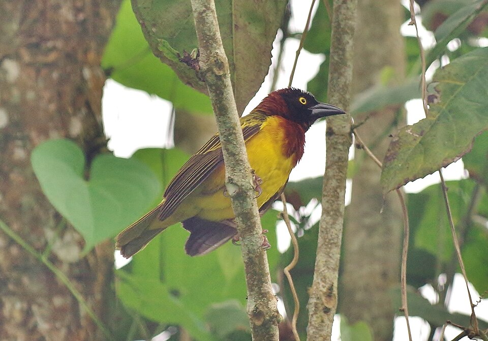 Giant Weaver