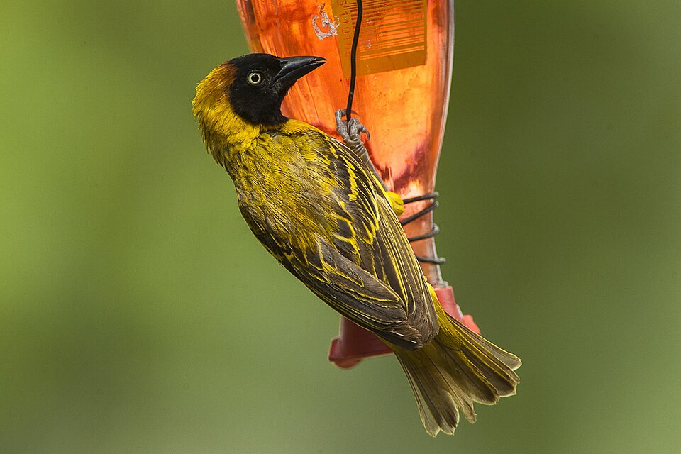 Lesser Masked-Weaver