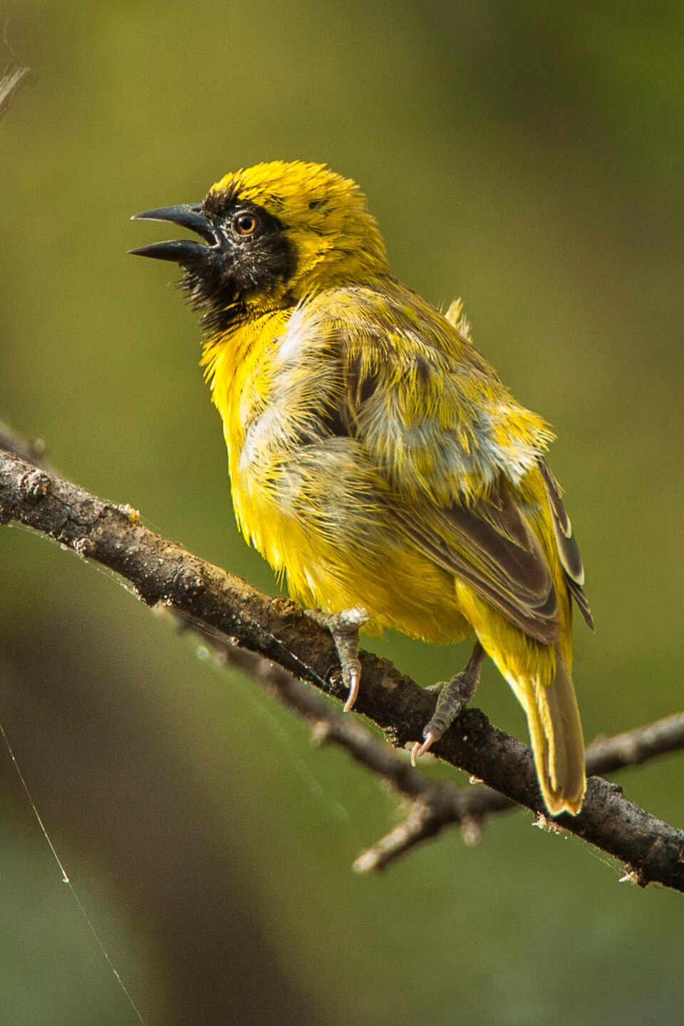 Little Weaver