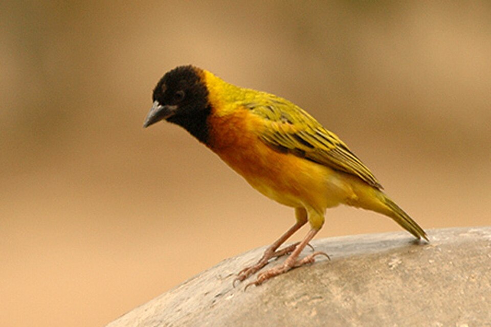 Black-headed Weaver