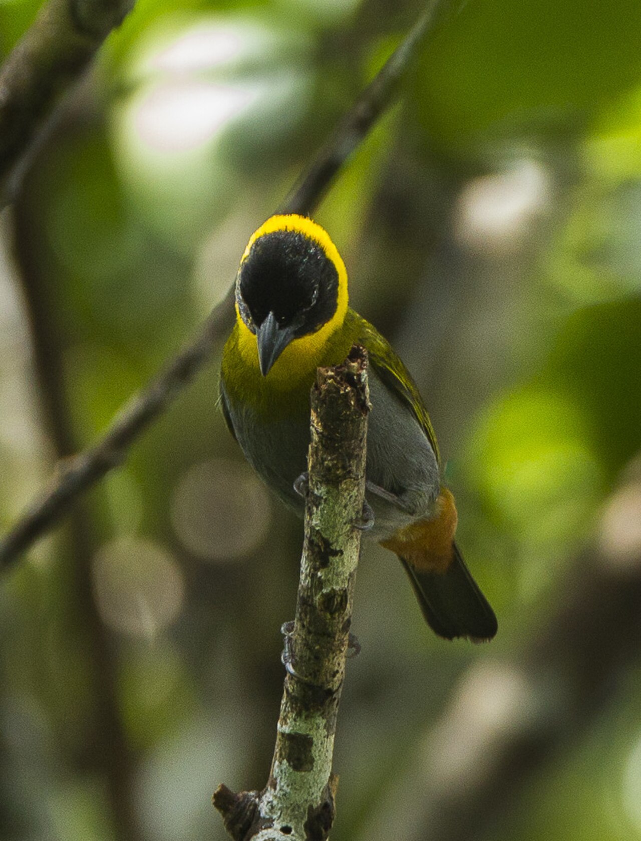 Nelicourvi Weaver