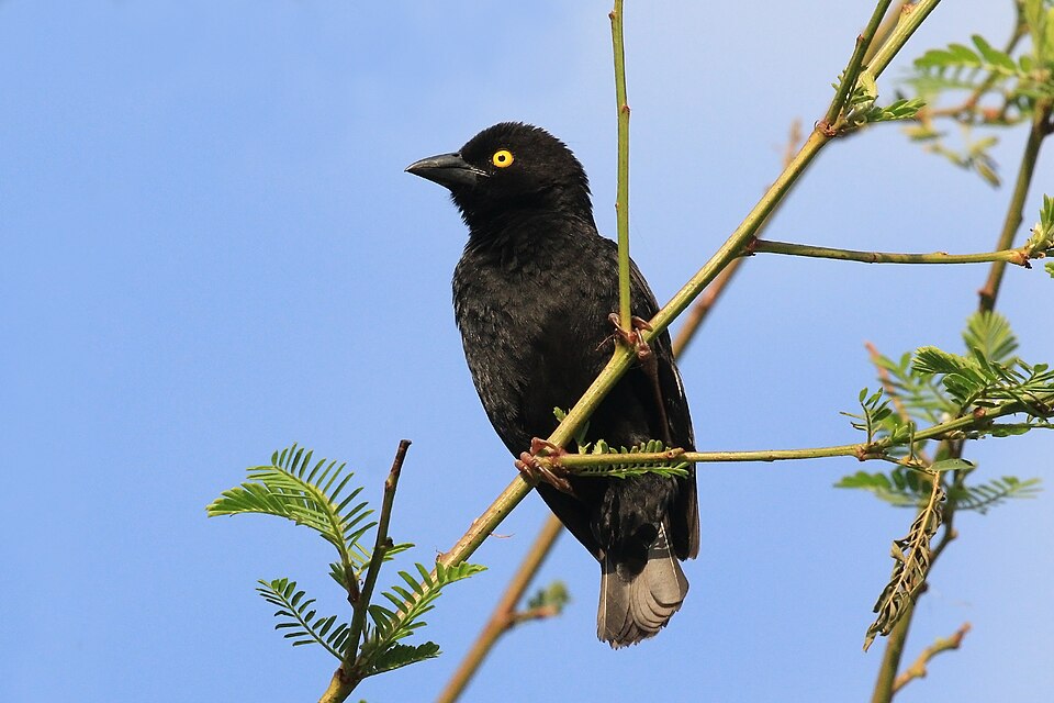 Vieillot's Weaver