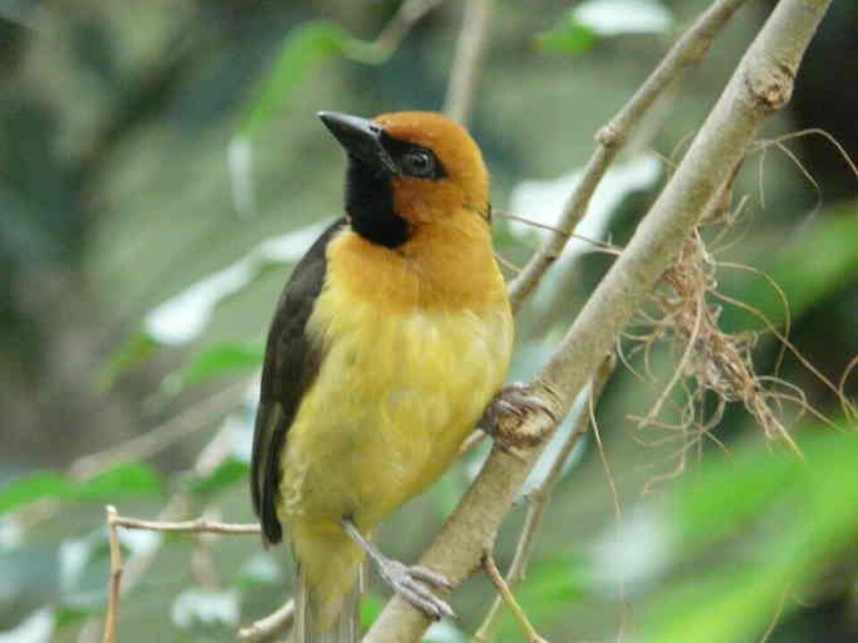 Black-necked
